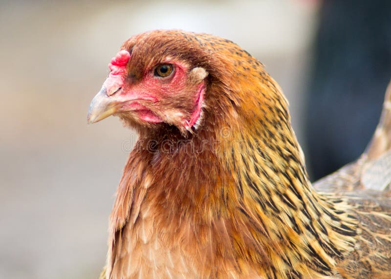 Free range chicken head portrait