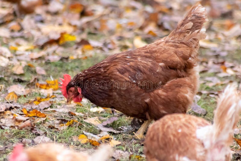 Copper Plate  Hen Scratches