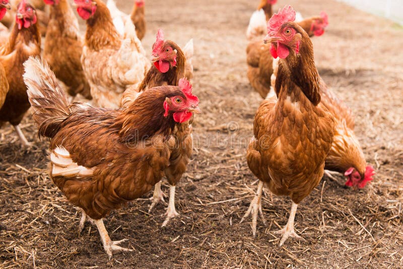 FreeRange Chickens in Barnyard Pasture Stock Image Image of chick