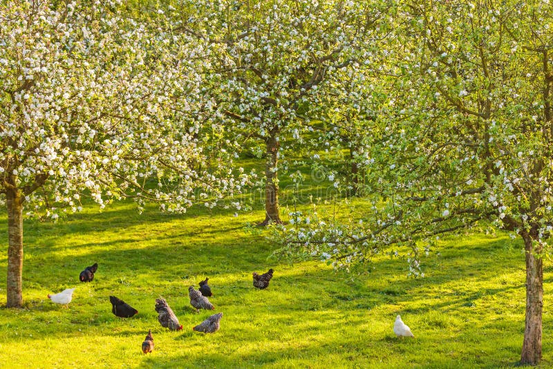 Free range chickens in a blooming orchard