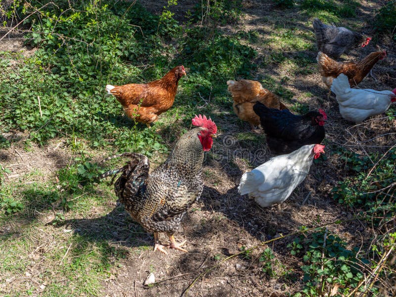 Freerange Chickens in the Enclosure Stock Image Image of animal