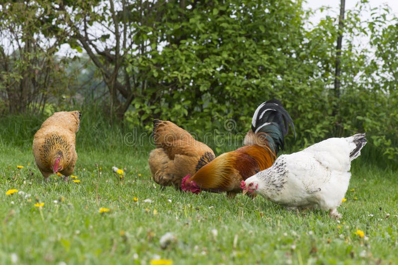 Free range chickens at the farm