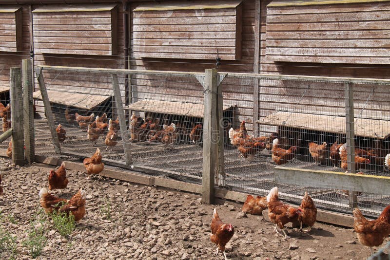 Hen House. stock image. Image of house, countryside 164554805