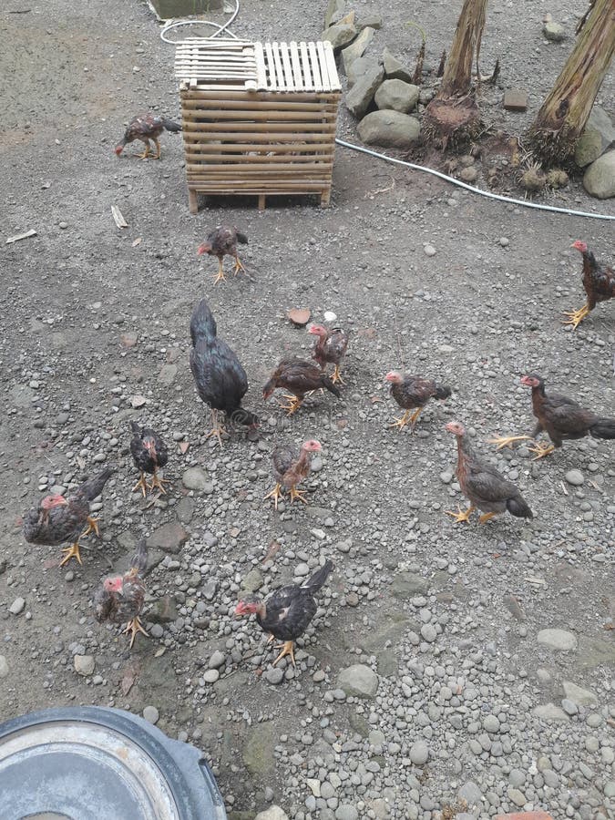 Freerange Chickens Often Live in the Wild without Any Element of Human Interference Stock Image