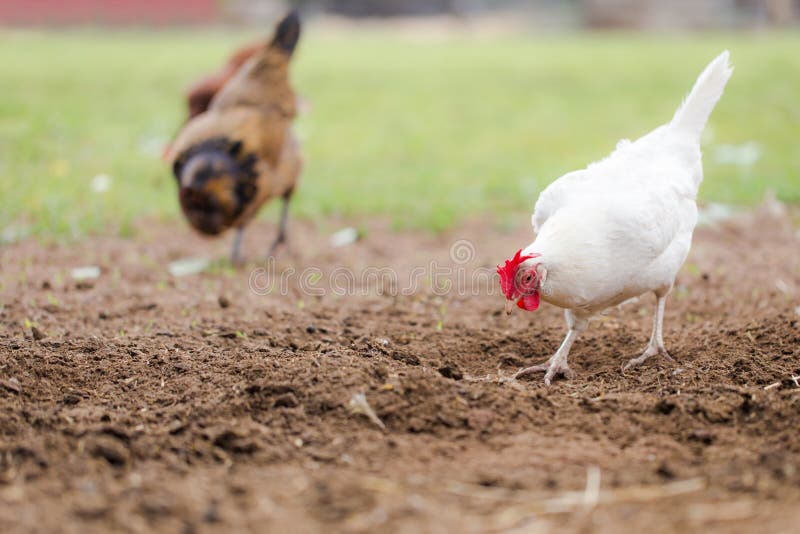 Free Range Chickens Scratching In Dirt Stock Photo Image 55355144