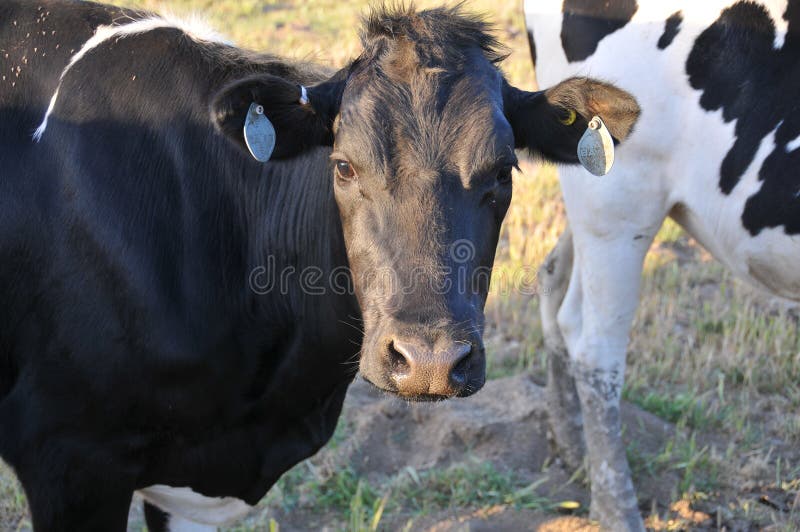 Free Range Dairy Cows Grazing in a Field royalty free stock image Free Range Dairy Cows Grazing in a Field royalty free stock image