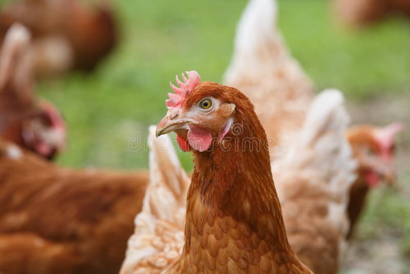 Free-range Hens (chicken) On An Organic Farm Stock Image ...