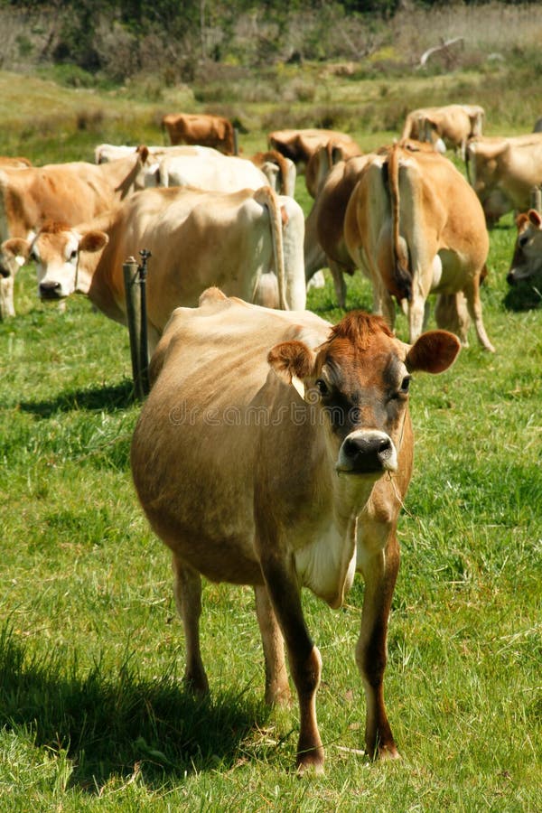 Free range Jersey dairy cows on a farm