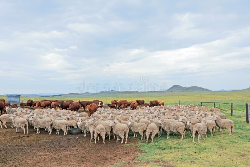 Sheep and cattle on a rural farm