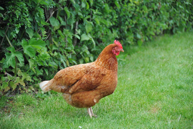 Free range and organic chicken stock images