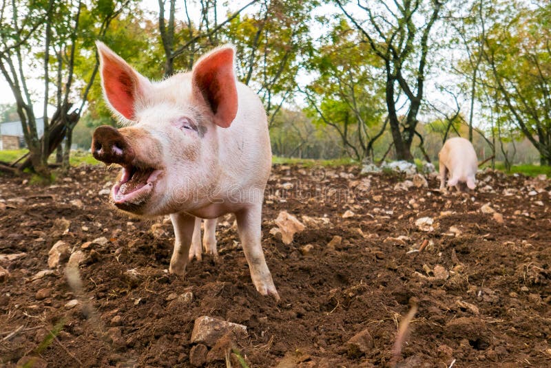 Pigs Stock Photos Download 20,740 Royalty Free Photos