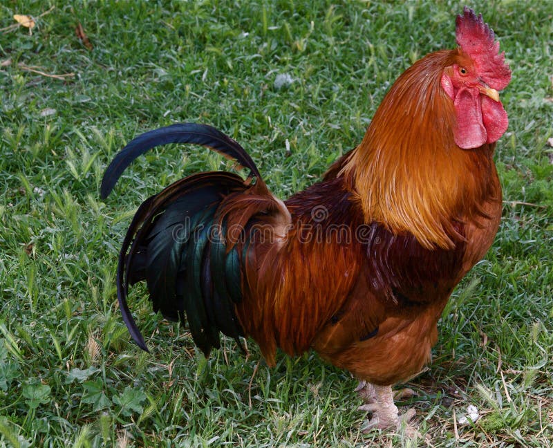 Free range rooster