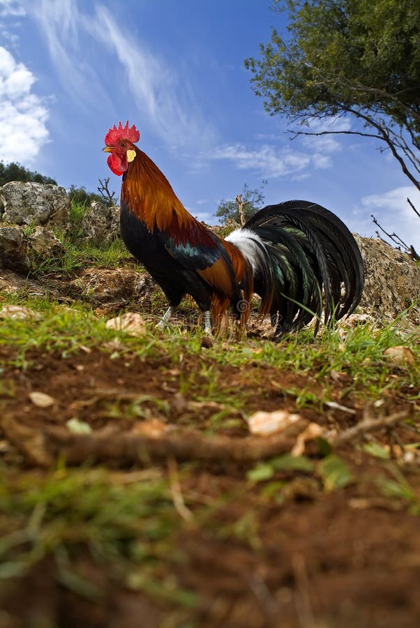 Free range rooster in a field