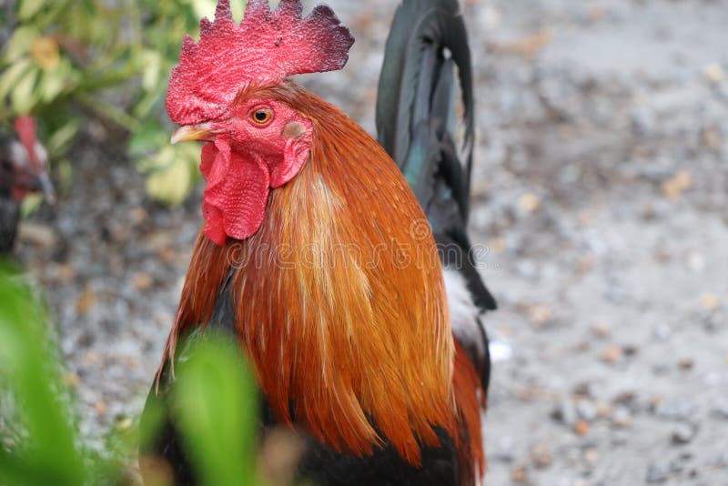 Red headed roosters and chickens of Ybor city
