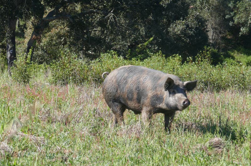 Free-roaming black pig, Pata negra pig, graze on the extensive natural terrain of a farm in Portugal, in the Alentejo.