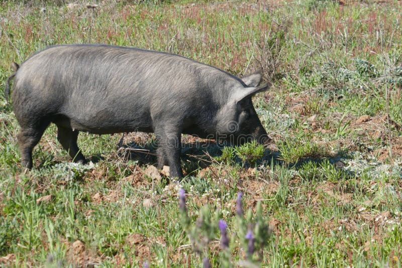 Free-roaming black pig, Pata negra pig, graze on the extensive natural terrain of a farm in Portugal, in the Alentejo.