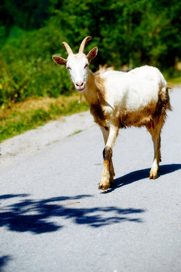 Bezplatná letná chôdza kozy po horskej ceste za slnečného dňa.