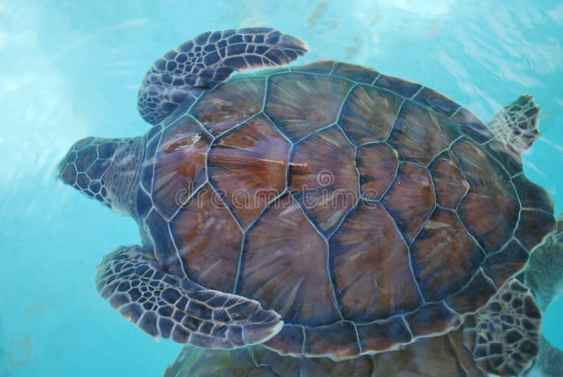 Free turtle royalty free stock photo Free turtle royalty free stock photo