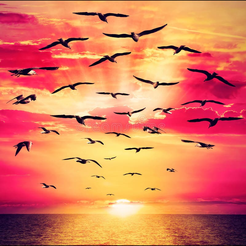 Free wild birds fly to the beautiful sunrise. Seagull free flock flying over the sea towards the shining sun on horizon