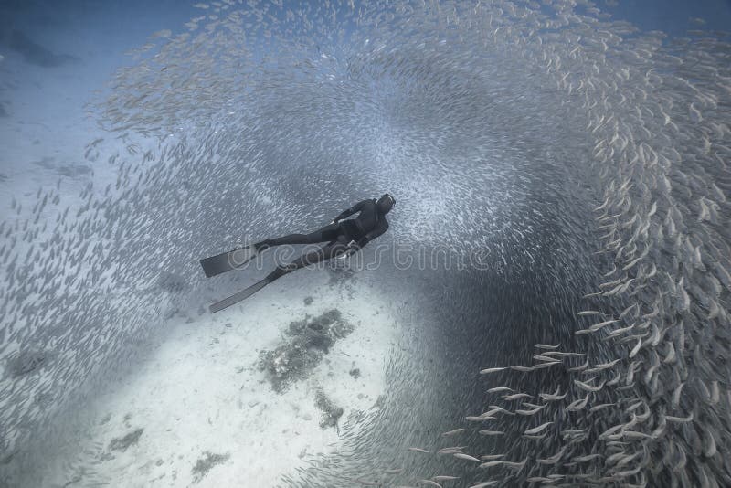 Freediver Swim with a Big School of Fishes in Ocean Stock Photo - Image ...