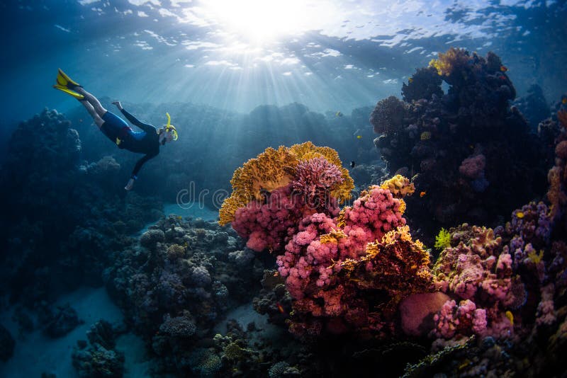 Freediver женщины плывет под водой. стоковое изображение rf