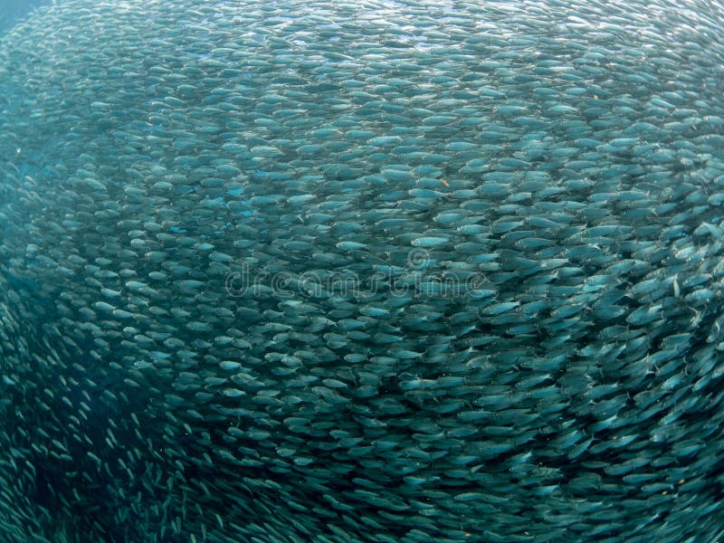A School of Sardines in the Blue Ocean Water of the Philippines. Stock