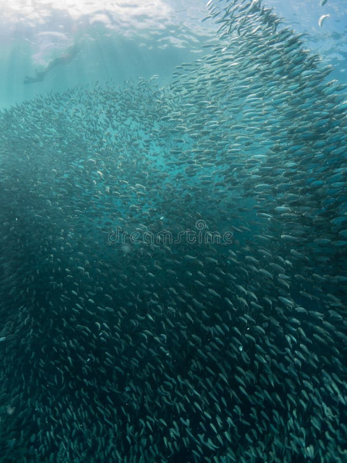 A School of Sardines in the Blue Ocean Water of the Philippines. Stock