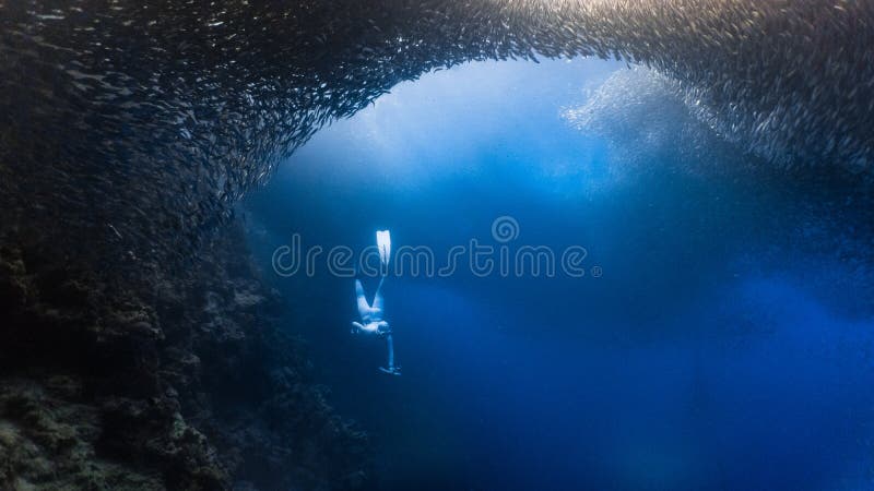 Freediving в массивную школу рыб сардины в мелком открытом море стоковое фото rf Freediving в массивную школу рыб сардины в мелком открытом море стоковое фото rf