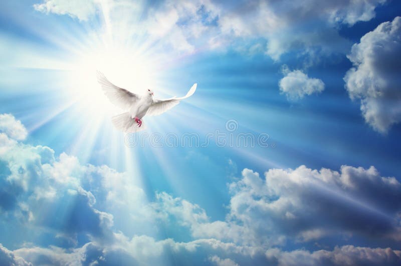 Freedom, peace and spirituality pigeon, white dove on blue sky