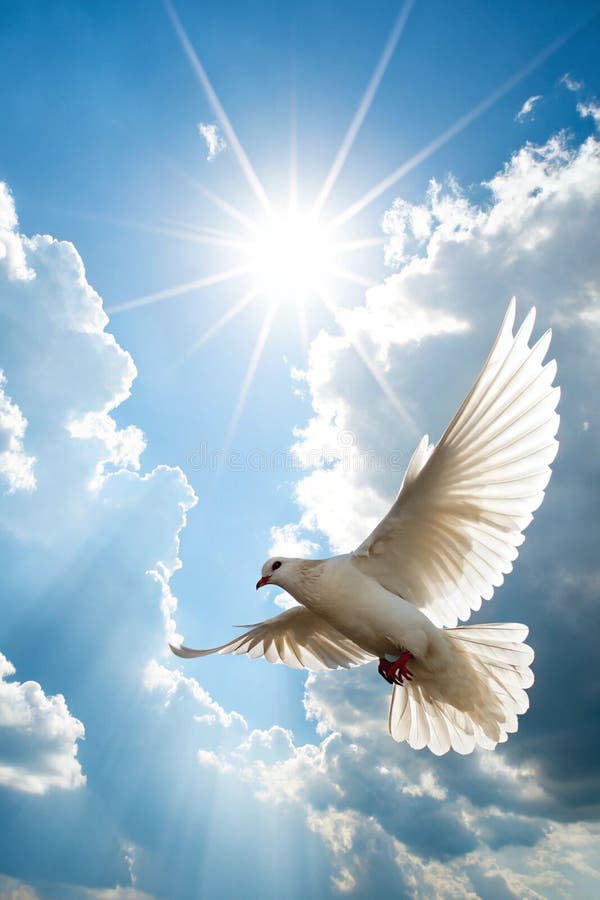 Beautiful Flying Peaceful White Dove Photo Portrait T-Shirt Beautiful Flying Peaceful White Dove Photo Portrait T-Shirt