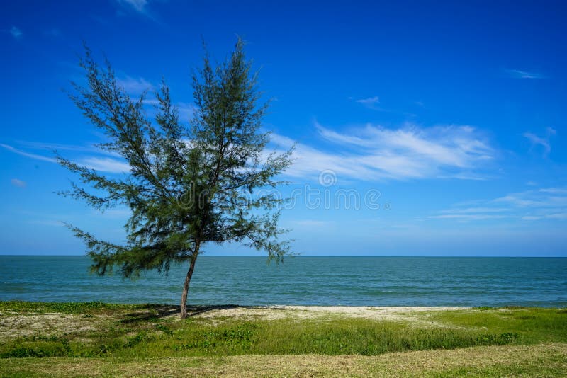 Freeform stand alone pine tree on seaside sand beach with green groundcover plant, sea wave, bright blue sky and abstract white