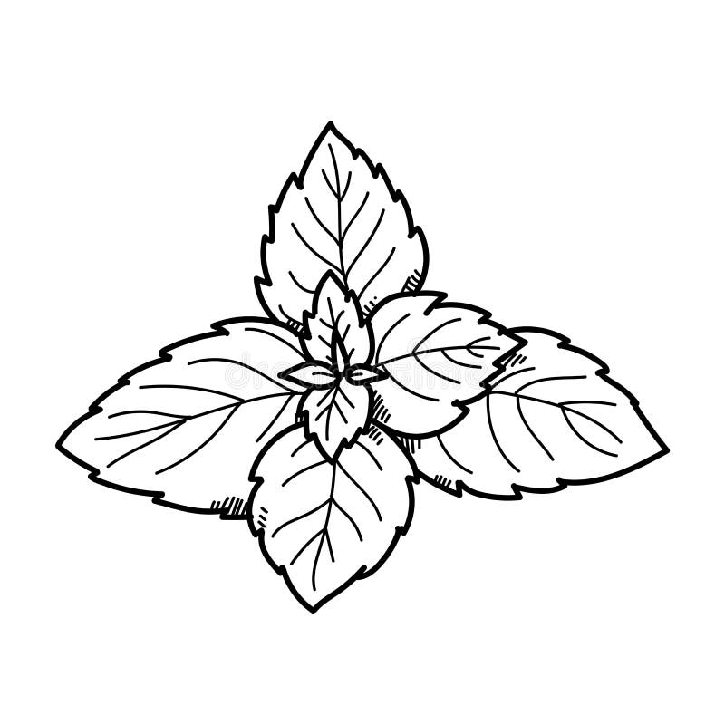 Peppermint Drawing Stock Illustrations 1,487 Peppermint Drawing Stock