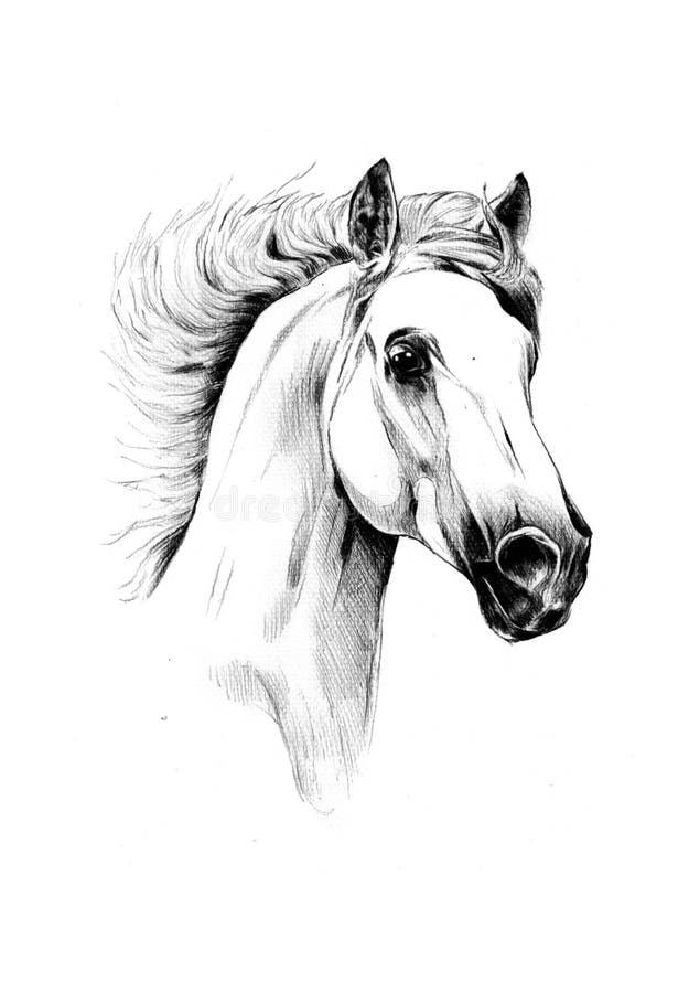 Freehand Horse Head Pencil Drawing Illustration Animal Wildlife Stock  Illustration - Illustration of monochrome, mare: 213790450