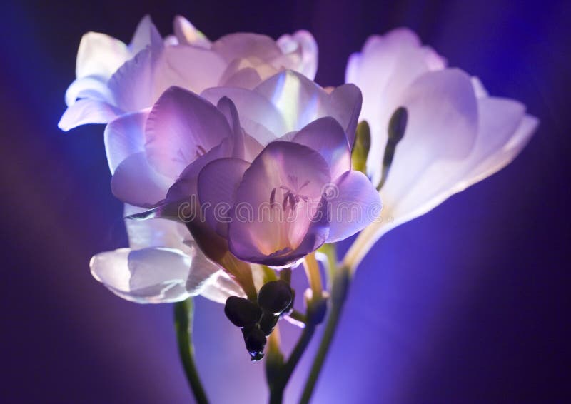 Freesia imágenes de archivo libres de regalías Freesia imágenes de archivo libres de regalías