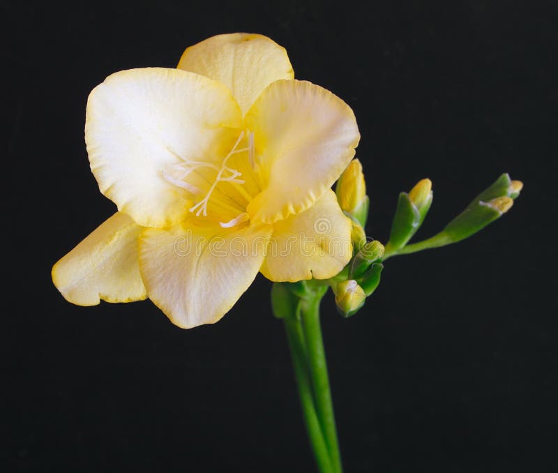 Download Freesia amarelo foto de stock. Imagem de preto, fundo, closeup - 64642
