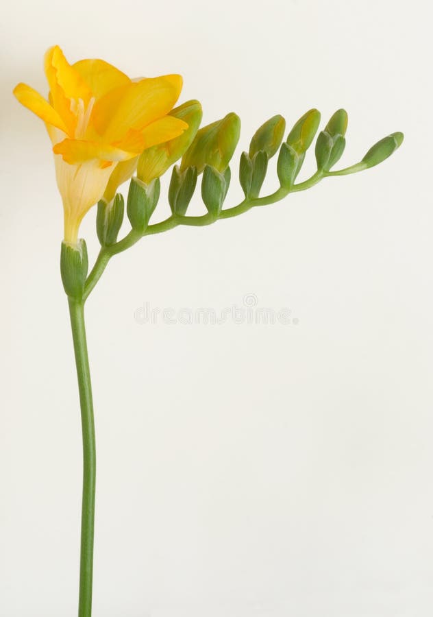 Freesia amarillo imagen de archivo libre de regalías Freesia amarillo imagen de archivo libre de regalías