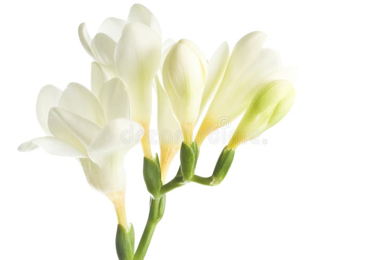 Freesia blanc image stock Freesia blanc image stock