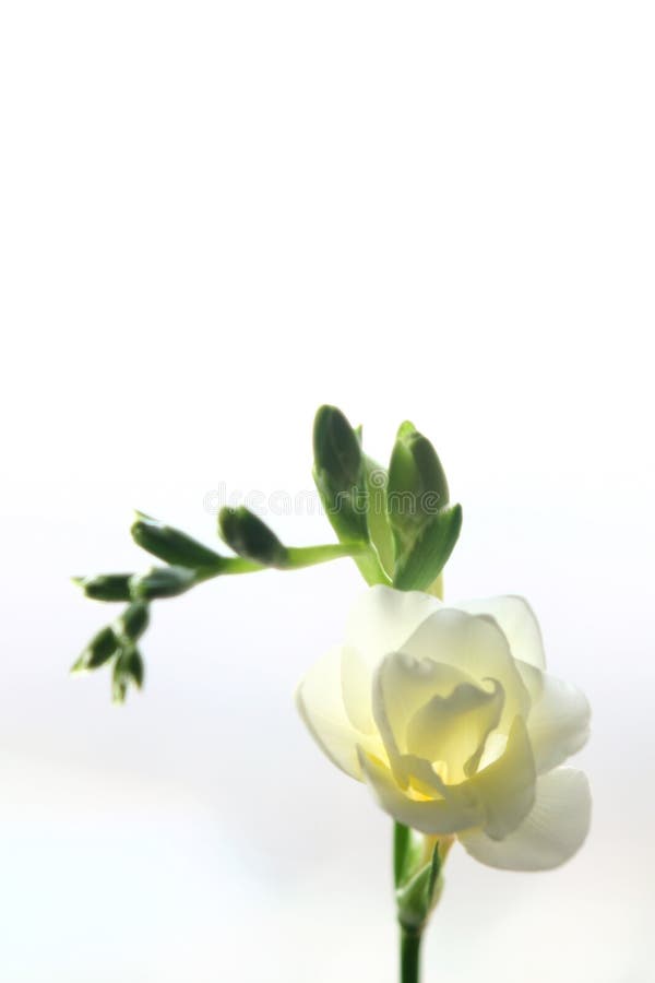 Freesia blanco fotografía de archivo libre de regalías Freesia blanco fotografía de archivo libre de regalías