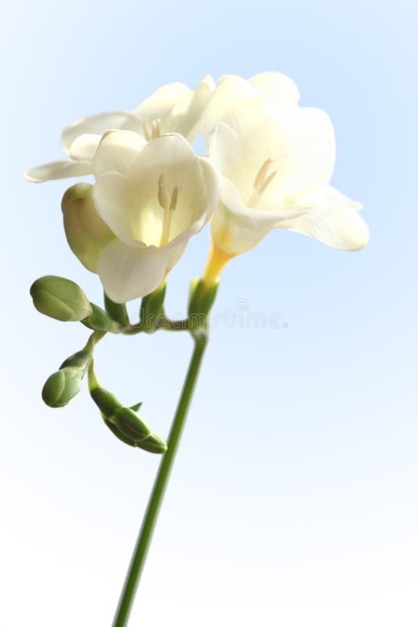 Freesia blanco fotografía de archivo Freesia blanco fotografía de archivo