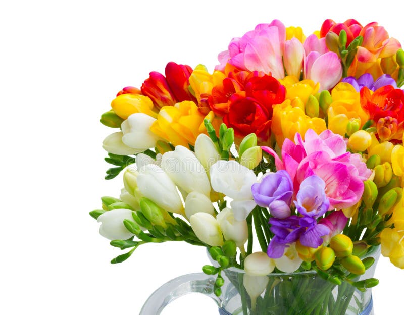 Freesia blommar på vit royaltyfri fotografi Freesia blommar på vit royaltyfri fotografi