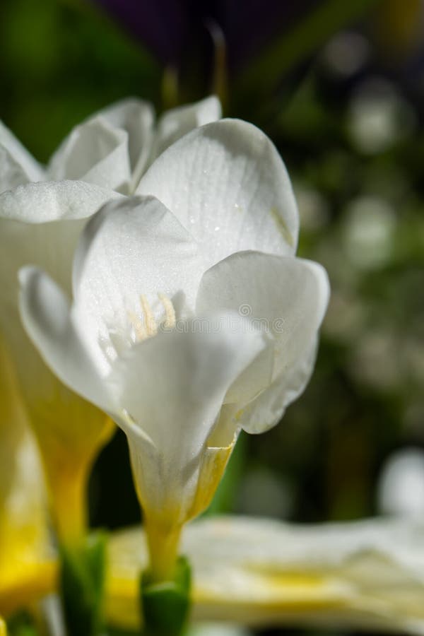 White Freesia Flowers in Natural Light Stock Image Image of detail