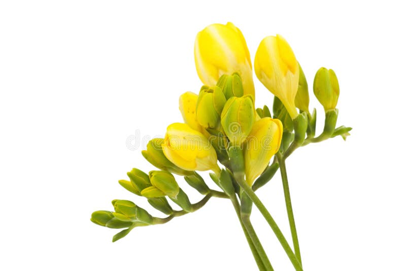 Freesia jaune photo stock. Image du espace, frais, bourgeons - 23979104
