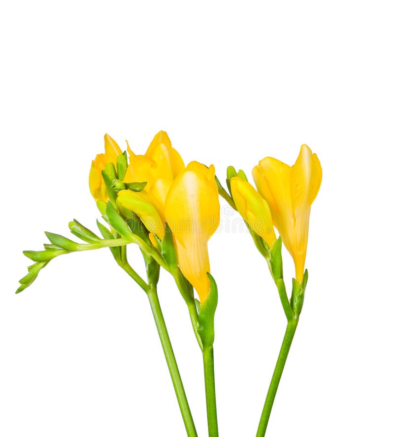 Freesia jaune image stock. Image du flore, beau, nature - 31580155