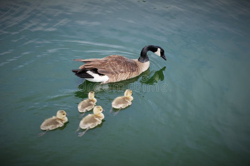 Early April, Canadian Geese family gathering with momma as they swim to stay cool off in the Arizona sun. Early April, Canadian Geese family gathering with momma as they swim to stay cool off in the Arizona sun