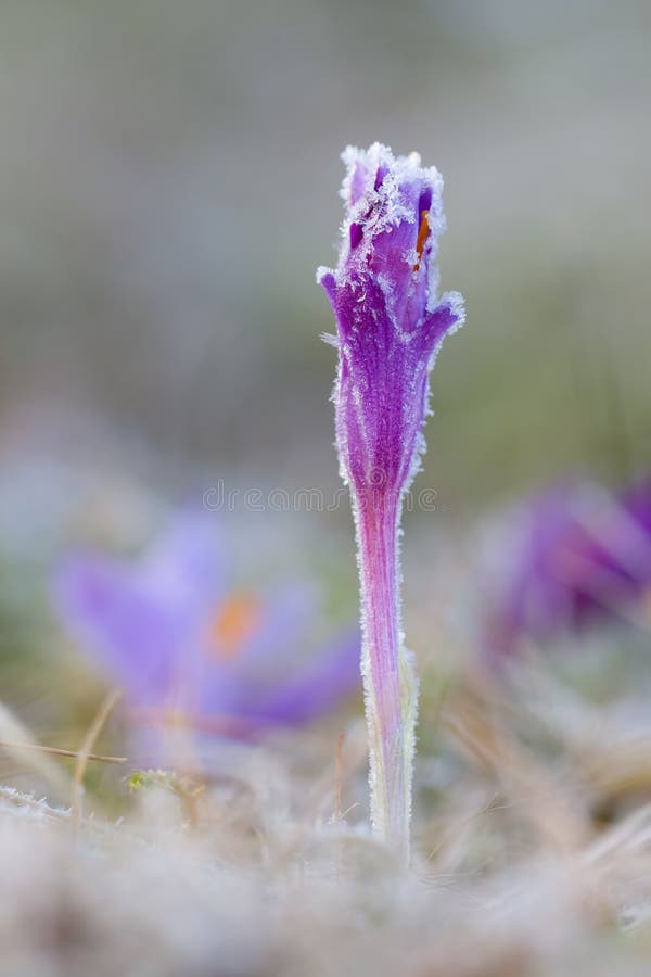 Freeze Crocus Flower in Spring Stock Image Image of meadow, plant