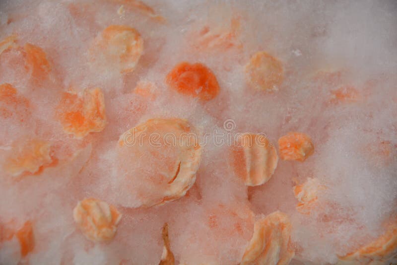 Freezer Burned Ground Beef Chuck Hamburger Meat Stock Image Image of