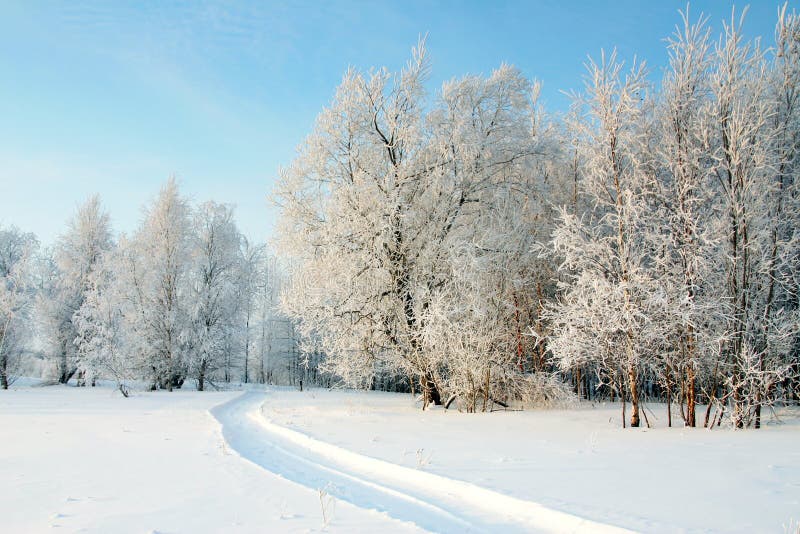 The Freezing day stock image. Image of january, spruce - 3507005