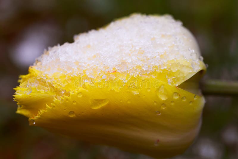 The freezing flower stock photo. Image of lines, freezing 92092930