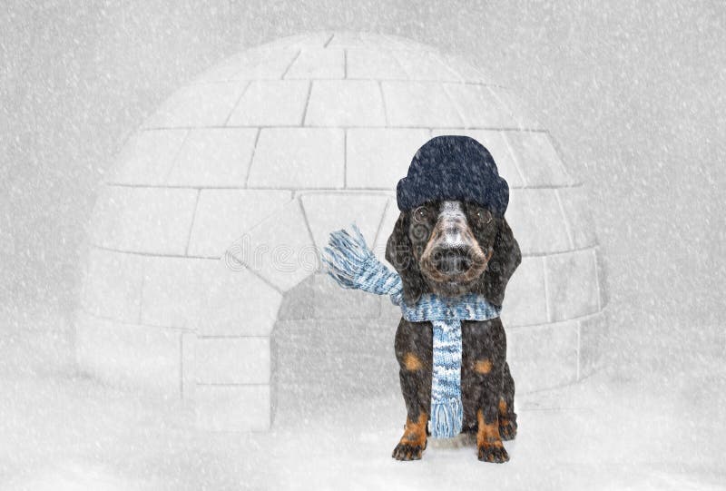 Freezing icy dog in snow and igloo