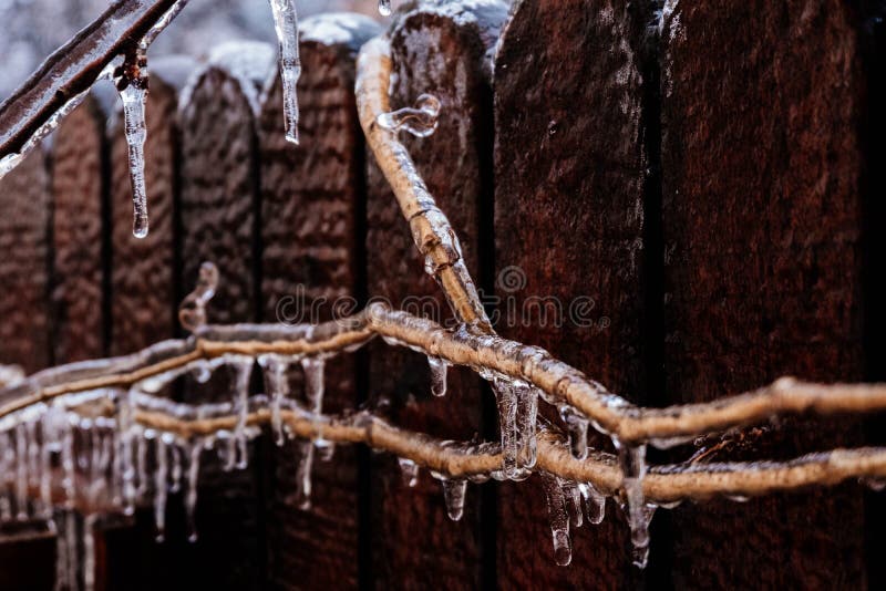 Freezing rain hitting the nature. icicles on tree branches. covered in ice. stock image Freezing rain hitting the nature. icicles on tree branches. covered in ice. stock image